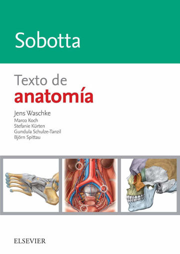 Imagen de Sobotta.Texto de Anatomía